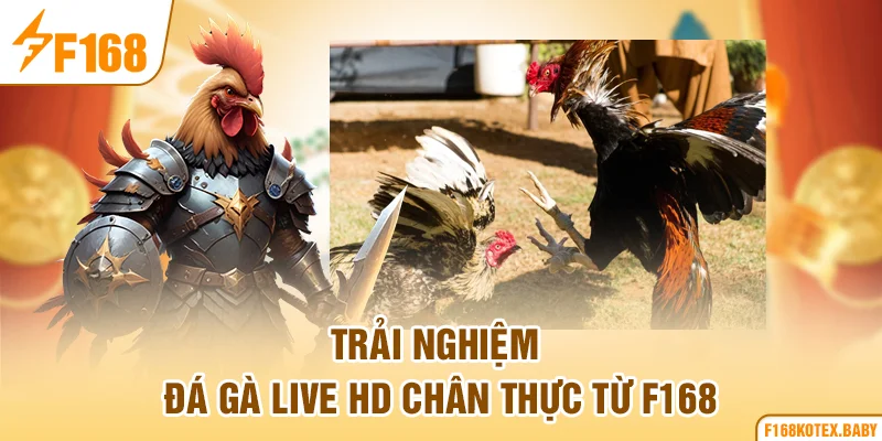 Trải nghiệm đá gà live HD chân thực từ F168